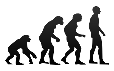 Human_evolution.svg